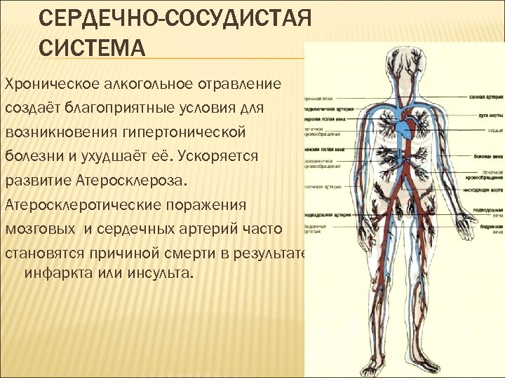 СЕРДЕЧНО-СОСУДИСТАЯ СИСТЕМА Хроническое алкогольное отравление создаёт благоприятные условия для возникновения гипертонической болезни и ухудшаёт