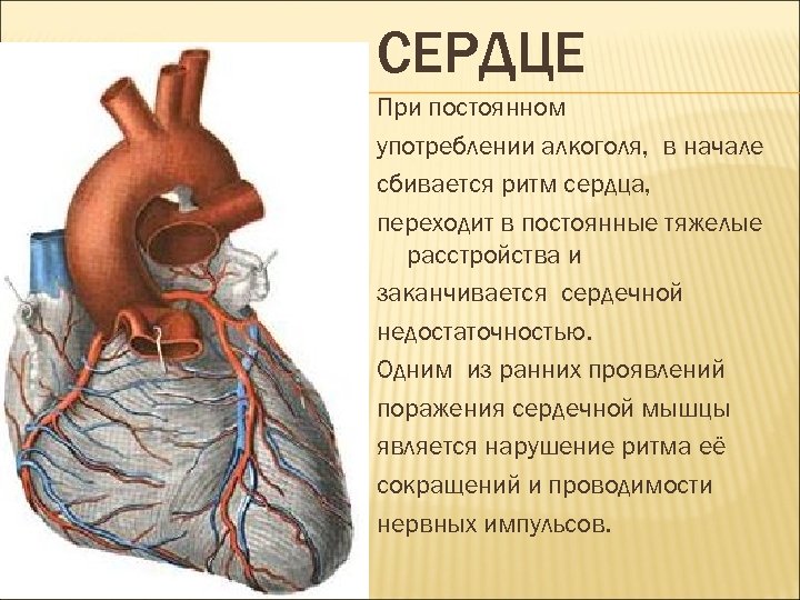 СЕРДЦЕ При постоянном употреблении алкоголя, в начале сбивается ритм сердца, переходит в постоянные тяжелые