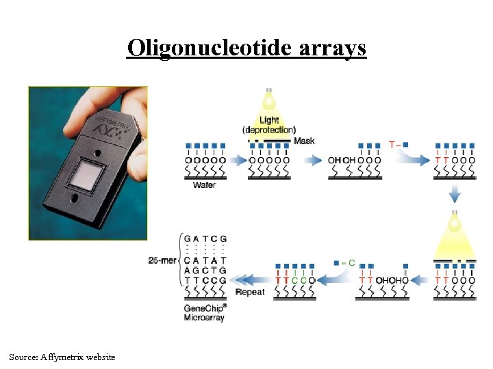 Oligonucleotide arrays Source: Affymetrix website 