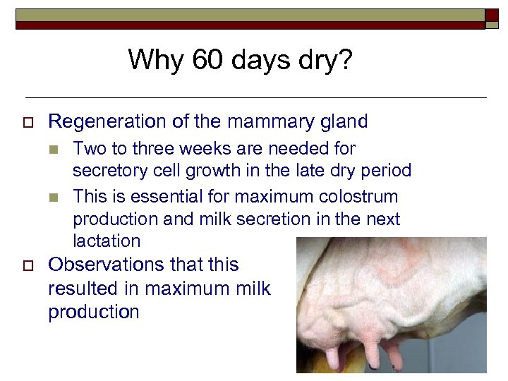 Why 60 days dry? o Regeneration of the mammary gland n n o Two