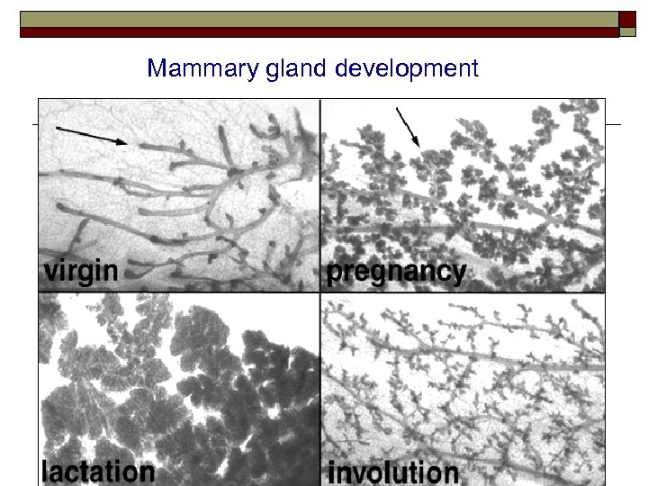 Mammary gland development 