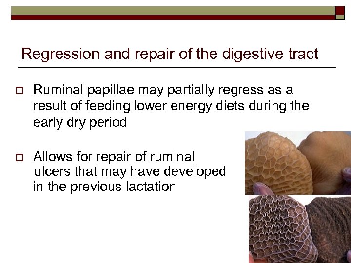 Regression and repair of the digestive tract o Ruminal papillae may partially regress as