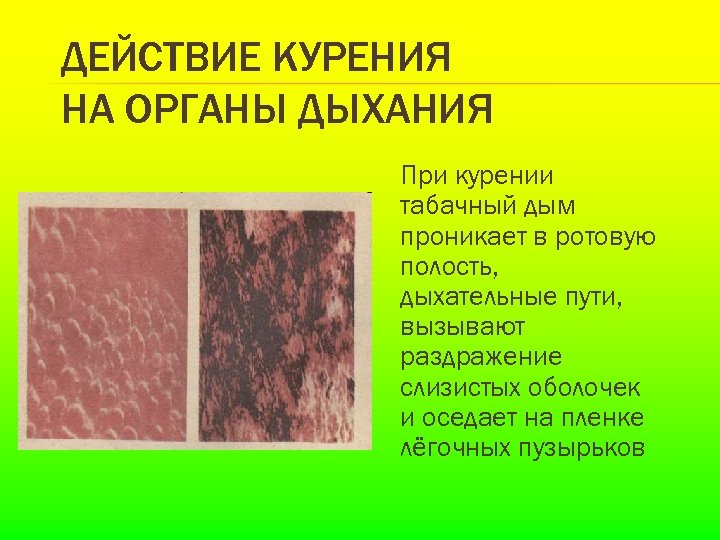 ДЕЙСТВИЕ КУРЕНИЯ НА ОРГАНЫ ДЫХАНИЯ При курении табачный дым проникает в ротовую полость, дыхательные