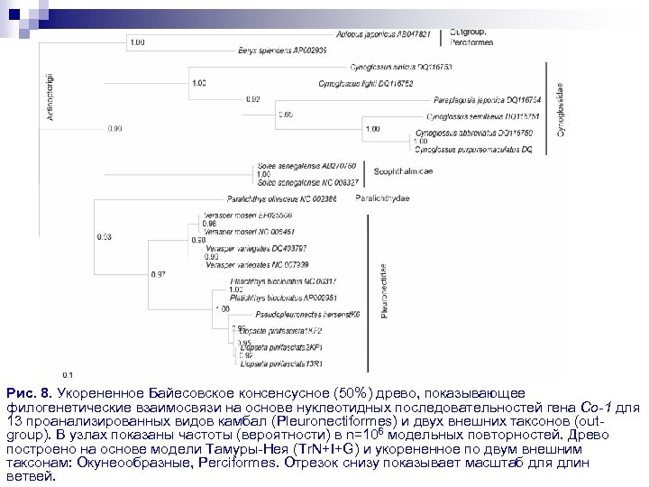 Рис. 8. Укорененное Байесовское консенсусное (50%) древо, показывающее филогенетические взаимосвязи на основе нуклеотидных последовательностей
