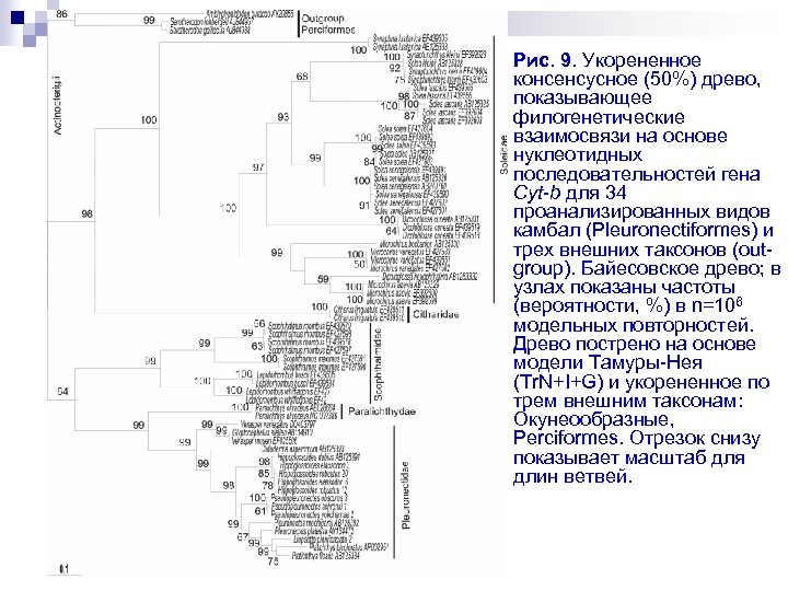 Рис. 9. Укорененное консенсусное (50%) древо, показывающее филогенетические взаимосвязи на основе нуклеотидных последовательностей гена