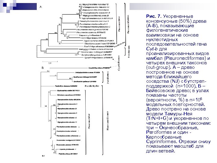 Рис. 7. Укорененные консенсусные (50%) древа (A-B), показывающие филогенетические взаимосвязи на основе нуклеотидных последовательностей