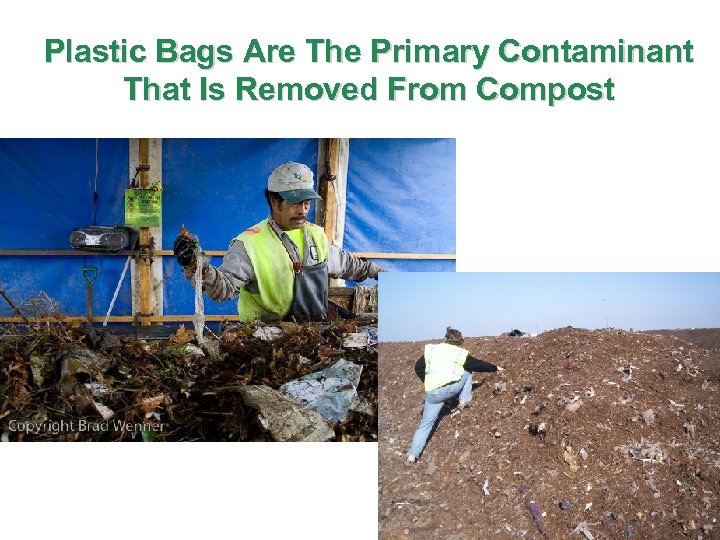 Plastic Bags Are The Primary Contaminant That Is Removed From Compost 