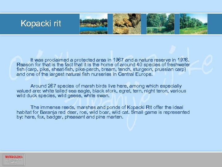 Kopacki rit It was proclaimed a protected area in 1967 and a nature reserve