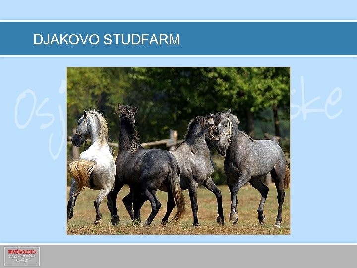 DJAKOVO STUDFARM 