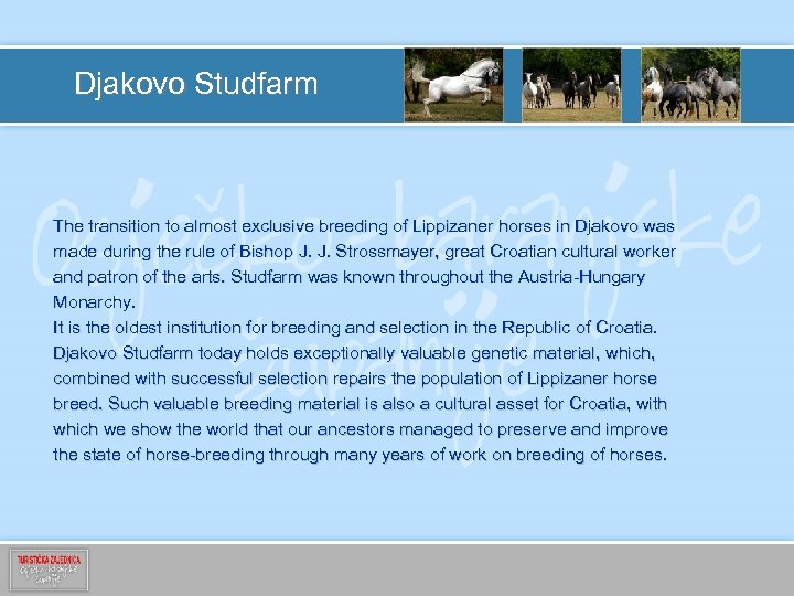 Djakovo Studfarm The transition to almost exclusive breeding of Lippizaner horses in Djakovo was