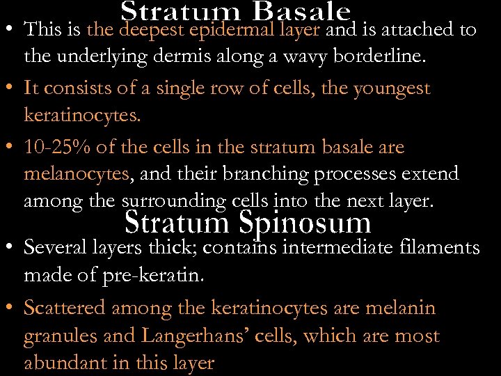  • This is the deepest epidermal layer and is attached to the underlying