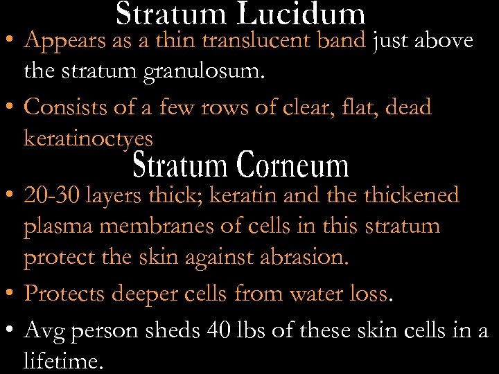  • Appears as a thin translucent band just above the stratum granulosum. •