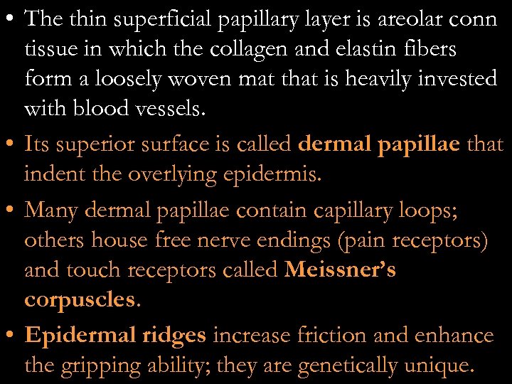  • The thin superficial papillary layer is areolar conn tissue in which the