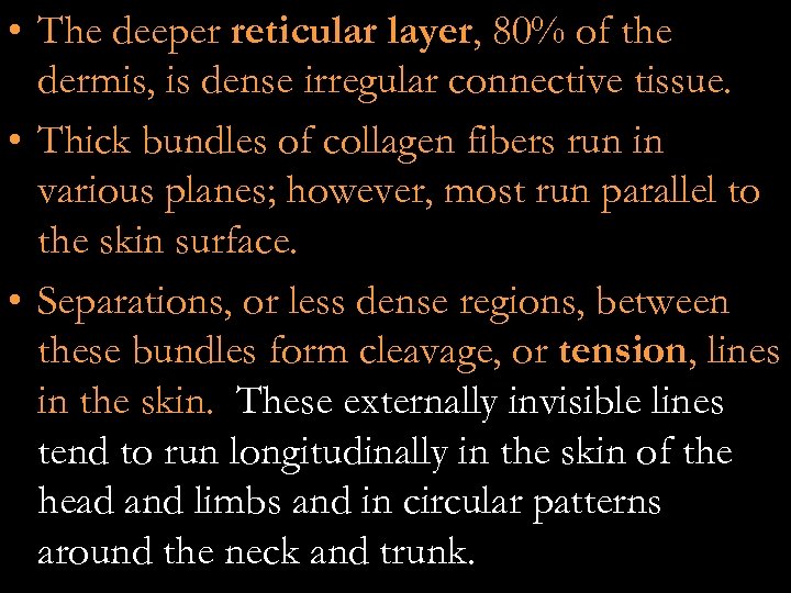  • The deeper reticular layer, 80% of the dermis, is dense irregular connective