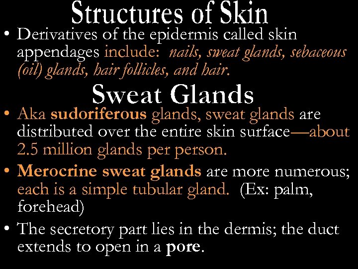  • Derivatives of the epidermis called skin appendages include: nails, sweat glands, sebaceous
