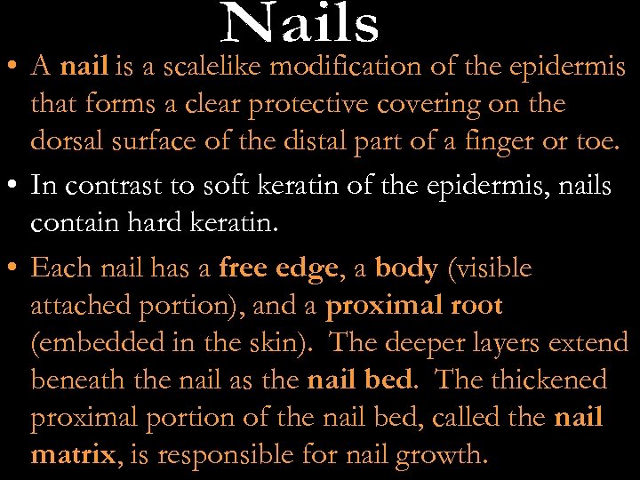  • A nail is a scalelike modification of the epidermis that forms a