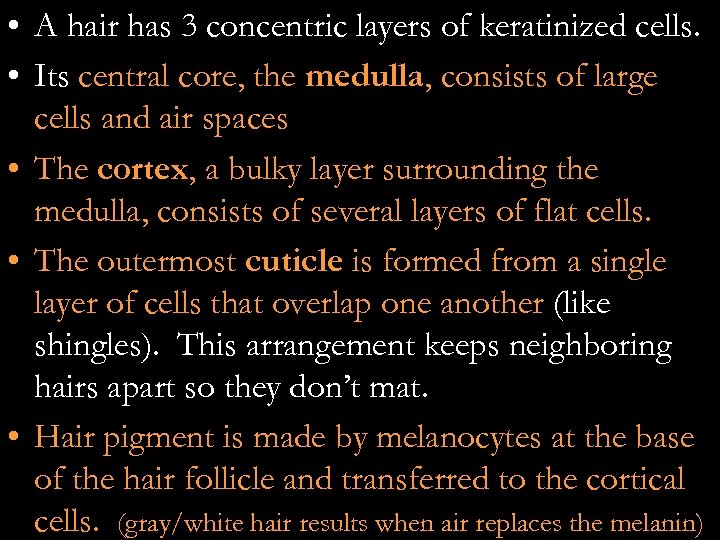  • A hair has 3 concentric layers of keratinized cells. • Its central