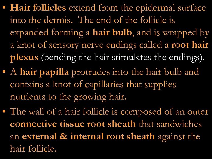  • Hair follicles extend from the epidermal surface into the dermis. The end