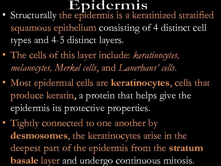  • Structurally the epidermis is a keratinized stratified squamous epithelium consisting of 4