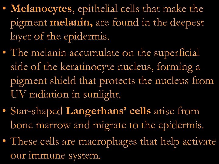  • Melanocytes, epithelial cells that make the pigment melanin, are found in the
