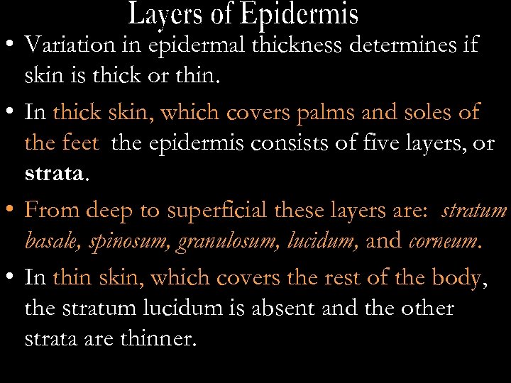  • Variation in epidermal thickness determines if skin is thick or thin. •