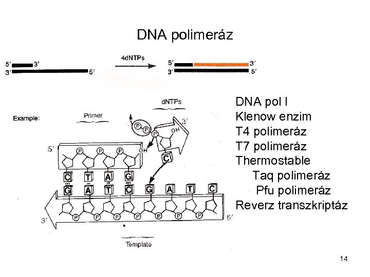DNA polimeráz DNA pol I Klenow enzim T 4 polimeráz T 7 polimeráz Thermostable