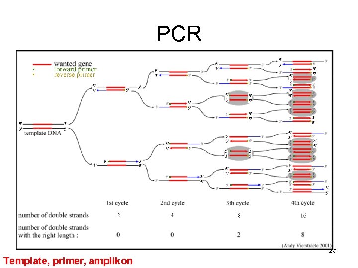 PCR 25 Template, primer, amplikon 