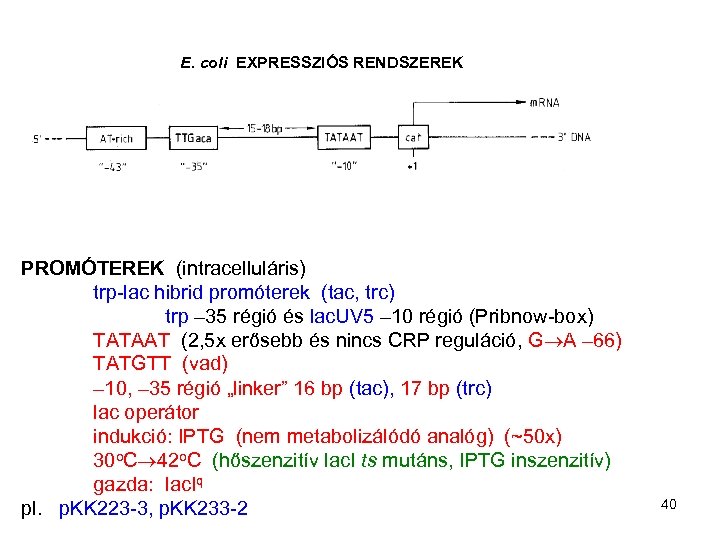 E. coli EXPRESSZIÓS RENDSZEREK PROMÓTEREK (intracelluláris) trp-lac hibrid promóterek (tac, trc) trp – 35