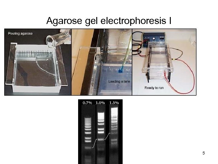 Agarose gel electrophoresis I 5 