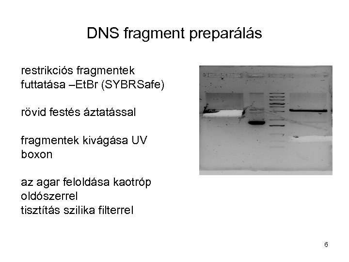 DNS fragment preparálás restrikciós fragmentek futtatása –Et. Br (SYBRSafe) rövid festés áztatással fragmentek kivágása