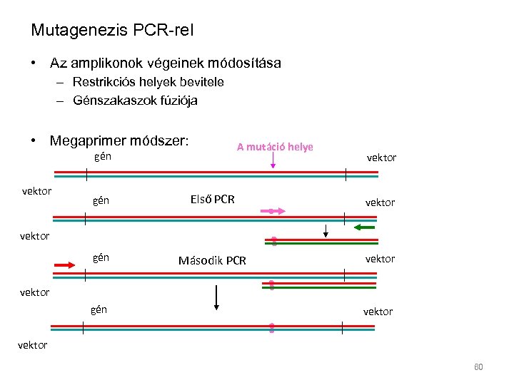 Mutagenezis PCR-rel • Az amplikonok végeinek módosítása – Restrikciós helyek bevitele – Génszakaszok fúziója