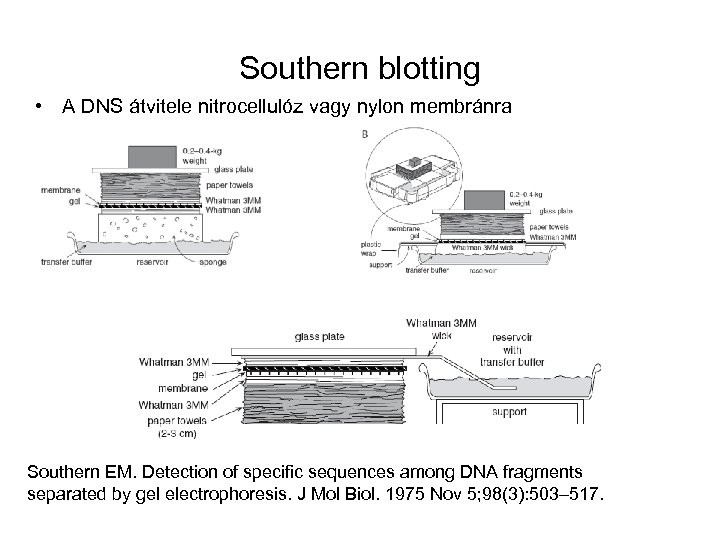 Southern blotting • A DNS átvitele nitrocellulóz vagy nylon membránra Southern EM. Detection of