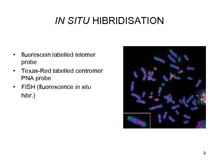IN SITU HIBRIDISATION • fluorescein labelled telomer probe • Texas-Red labelled centromer PNA probe