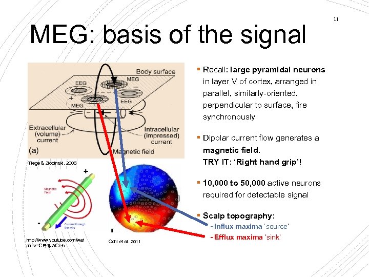 MEG: basis of the signal § Recall: large pyramidal neurons in layer V of