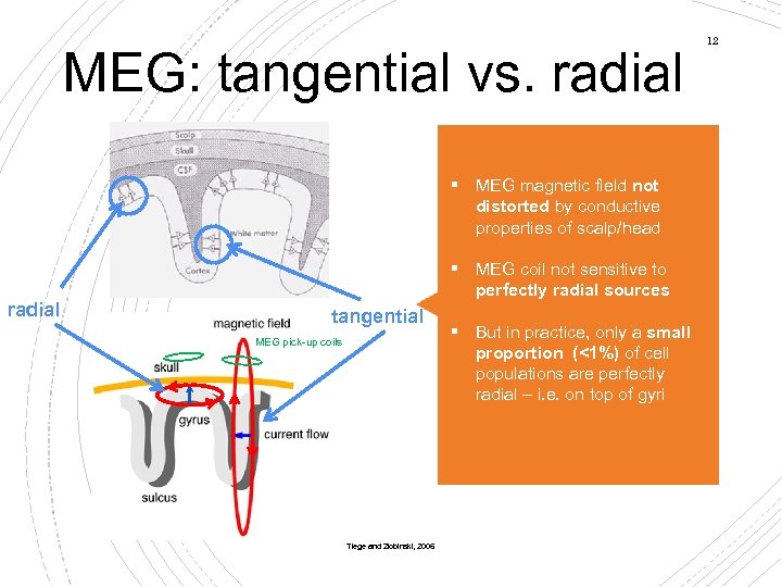 MEG: tangential vs. radial § MEG magnetic field not distorted by conductive properties of