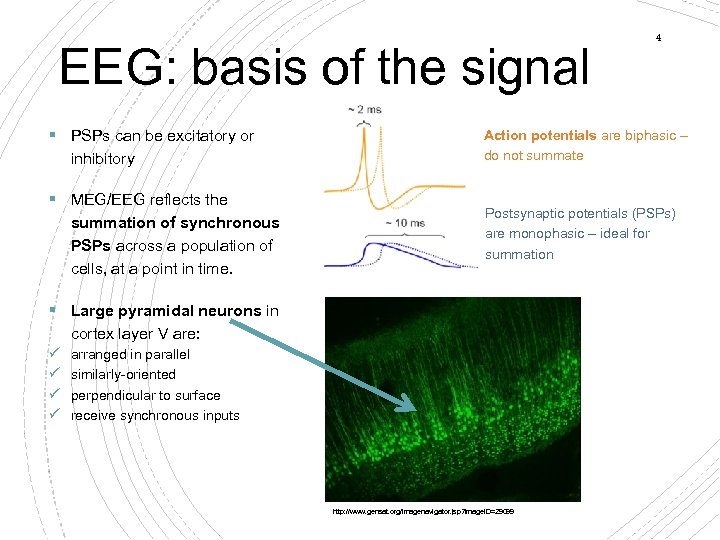 EEG: basis of the signal § PSPs can be excitatory or inhibitory § MEG/EEG