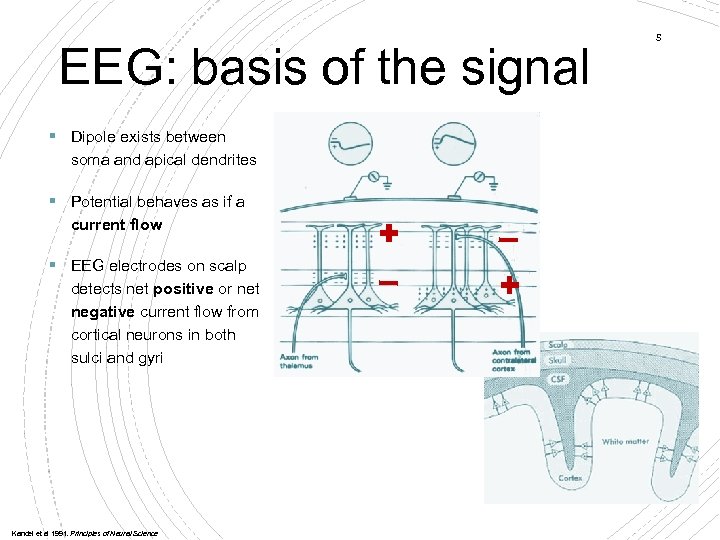 EEG: basis of the signal § Dipole exists between soma and apical dendrites §