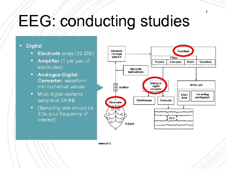 EEG: conducting studies § Digital § Electrode array (32 -256) § Amplifier (1 per