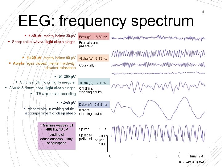 EEG: frequency spectrum 8 § 5 -50 µV, mostly below 30 µV § Sharp