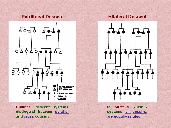 Patrilineal Descent Bilateral Descent Unilineal descent systems distinguish between parallel and cross cousins. In