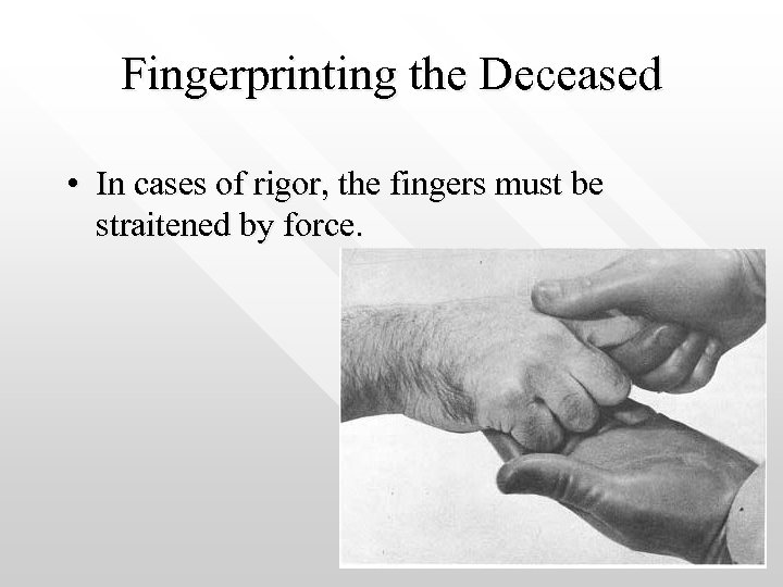 Fingerprinting the Deceased • In cases of rigor, the fingers must be straitened by