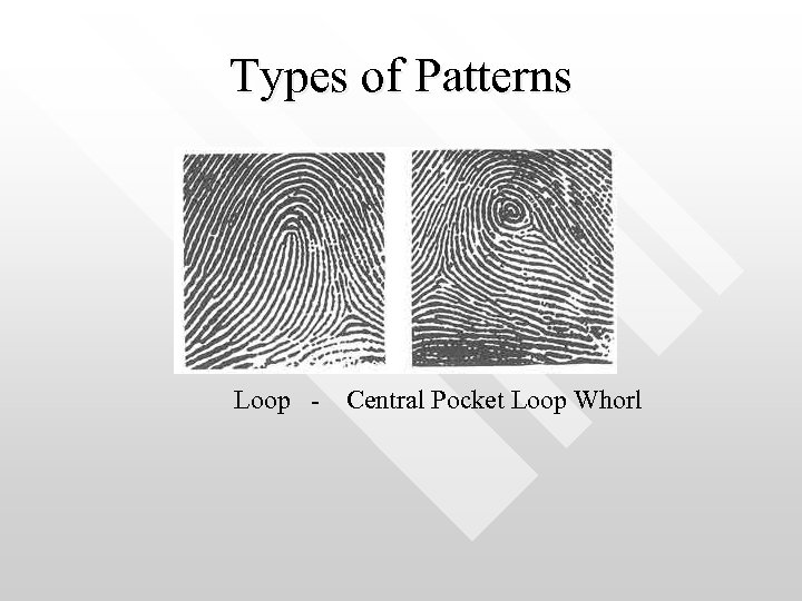 Types of Patterns Loop - Central Pocket Loop Whorl 