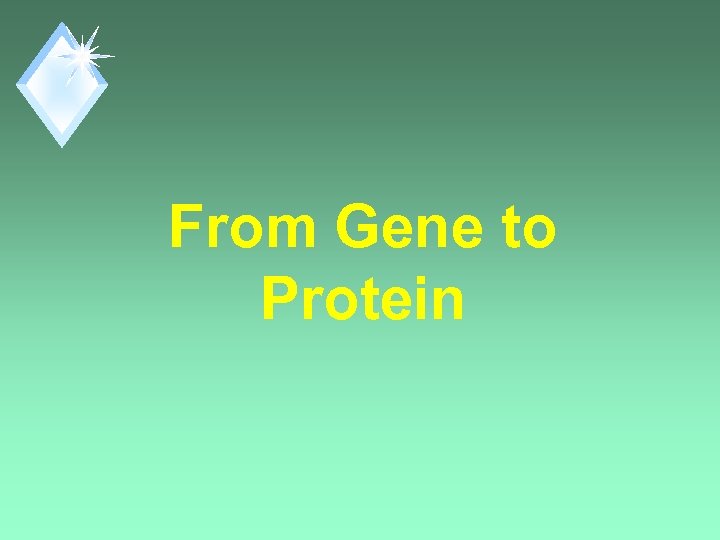 From Gene to Protein 