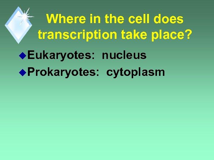 Where in the cell does transcription take place? u. Eukaryotes: nucleus u. Prokaryotes: cytoplasm