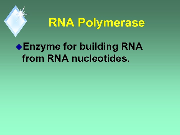 RNA Polymerase u. Enzyme for building RNA from RNA nucleotides. 