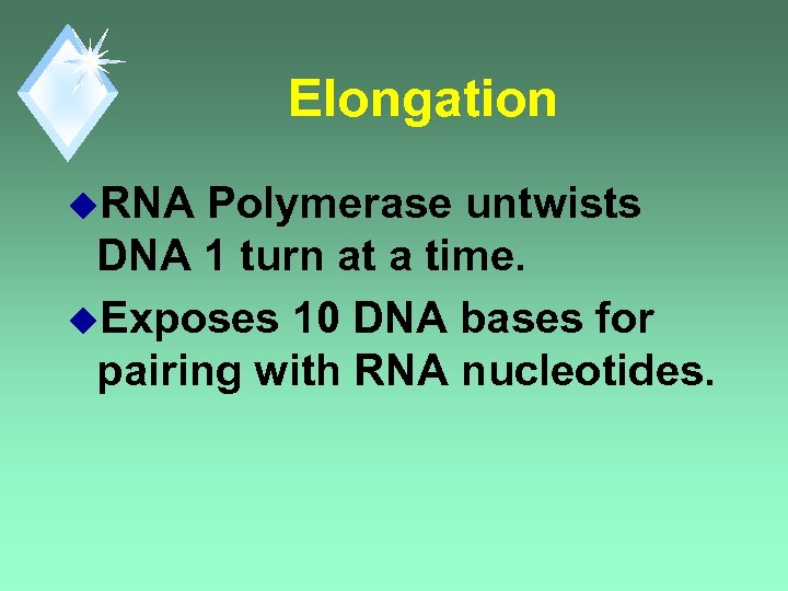 Elongation u. RNA Polymerase untwists DNA 1 turn at a time. u. Exposes 10