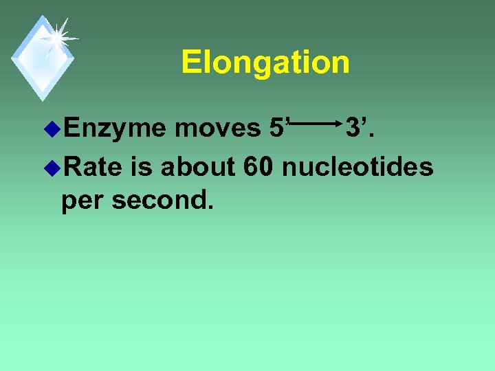 Elongation u. Enzyme moves 5’ 3’. u. Rate is about 60 nucleotides per second.