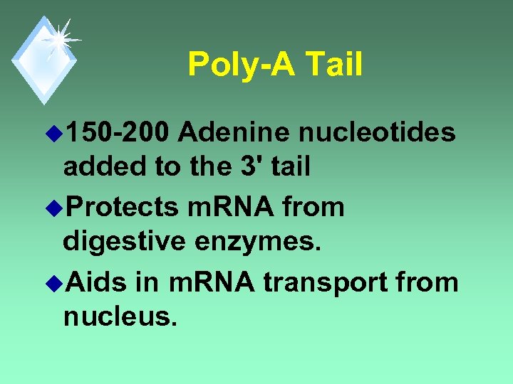 Poly-A Tail u 150 -200 Adenine nucleotides added to the 3' tail u. Protects