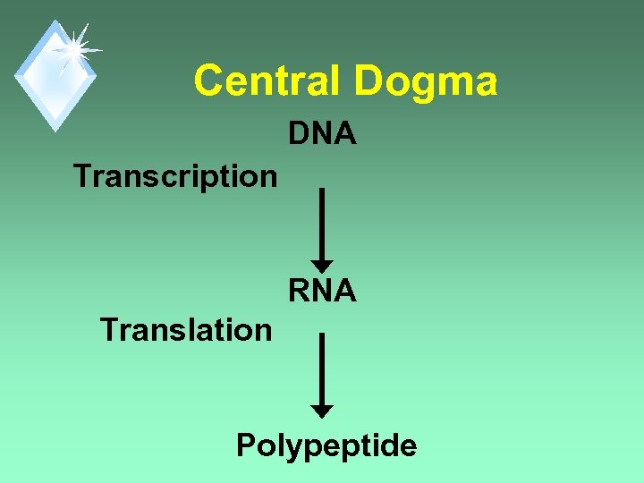 Central Dogma DNA Transcription RNA Translation Polypeptide 