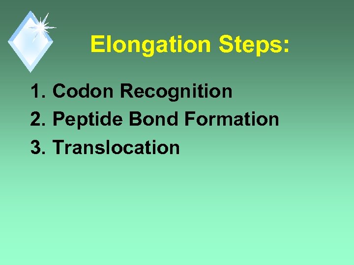 Elongation Steps: 1. Codon Recognition 2. Peptide Bond Formation 3. Translocation 